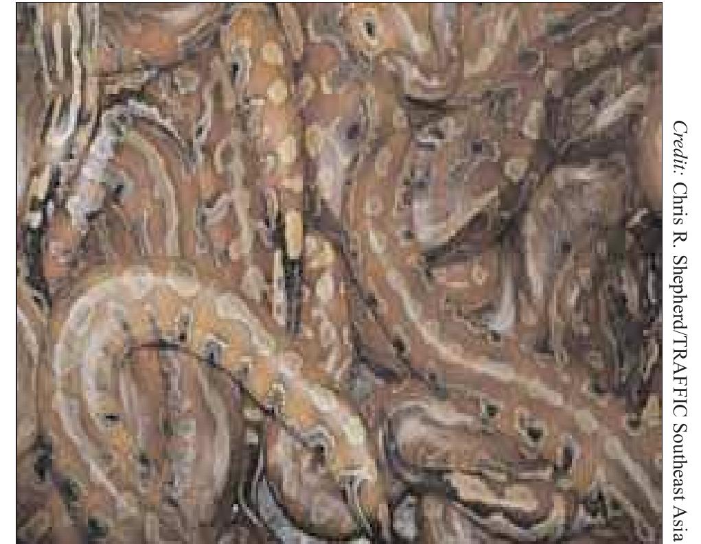Blood pythons python curtus were rarely observed in the