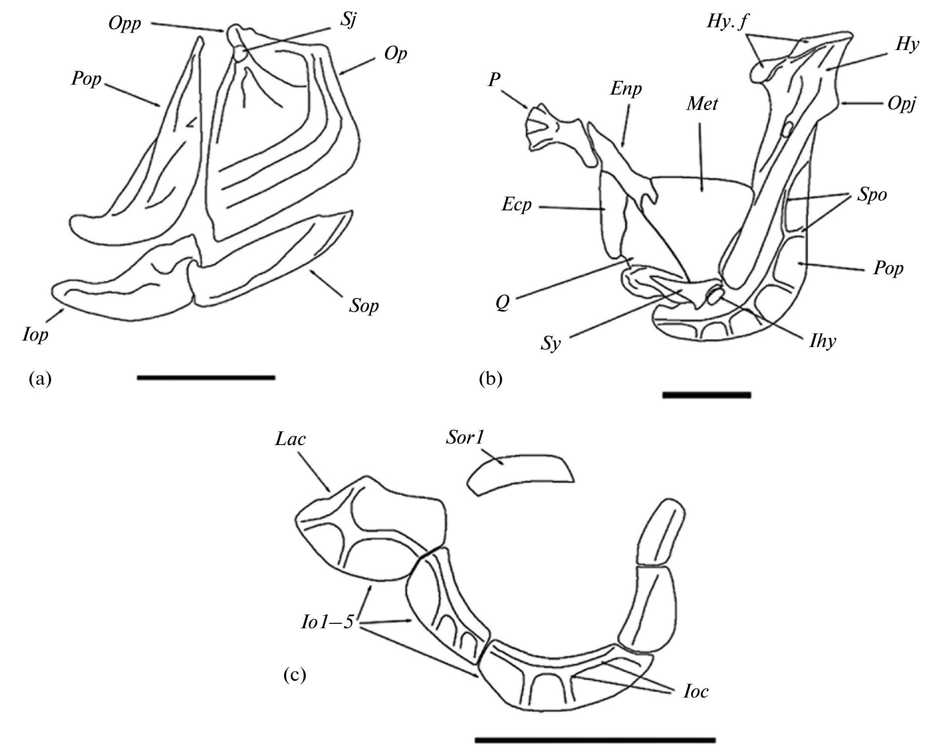 Subopercular Figure 3 - from Comparative osteology of lotaks, Cyprinion