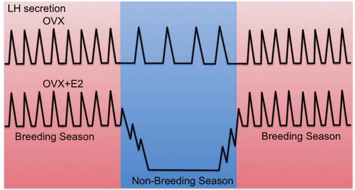 (PDF) The role of kisspeptin in reproductive function in the ewe