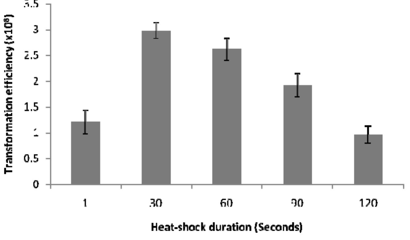 (PDF) Plasmid DNA Transformation in Escherichia Coli: Effect of Heat ...