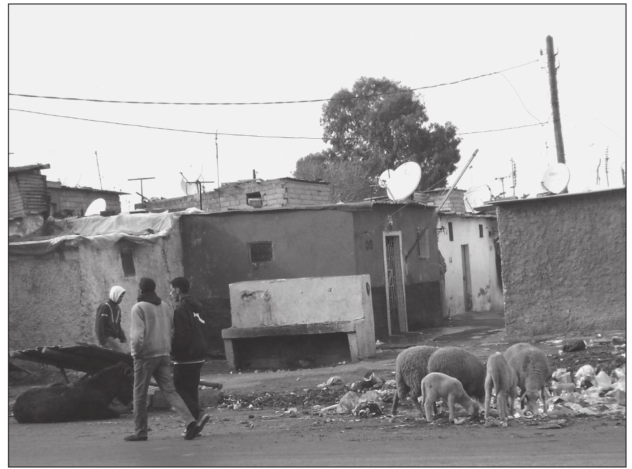 > People and animals live together in the impoverished conditions of Casablanca’s slums.  During independence the Moroccan government largely continued the policy of the Protectorate and so uneven development continued. Table 4.16 shows that still in 1977, Casablanca absorbed more than half of all investments which took place in urban Morocco. As a result, massive migration in the direction of Dar el Beida continued during the first decades of independence. It is only more recently that the Moroccan government seems to have realized how negative the effects of uneven investments are. The construction of a large-scale artificial port in Tangier, the investments in the Rif- region and the cities of Fes, Marrakech and Agadir are certainly a step in the right direc- tion. Moreover, we encourage the recent efforts to create a more even development within the Moroccan state by giving the diverse regions more (budgetary) autonomy. The fact that rural-to-urban migration in the direction of Casablanca has slowed down considerably proves that this kind of policy is successful. 