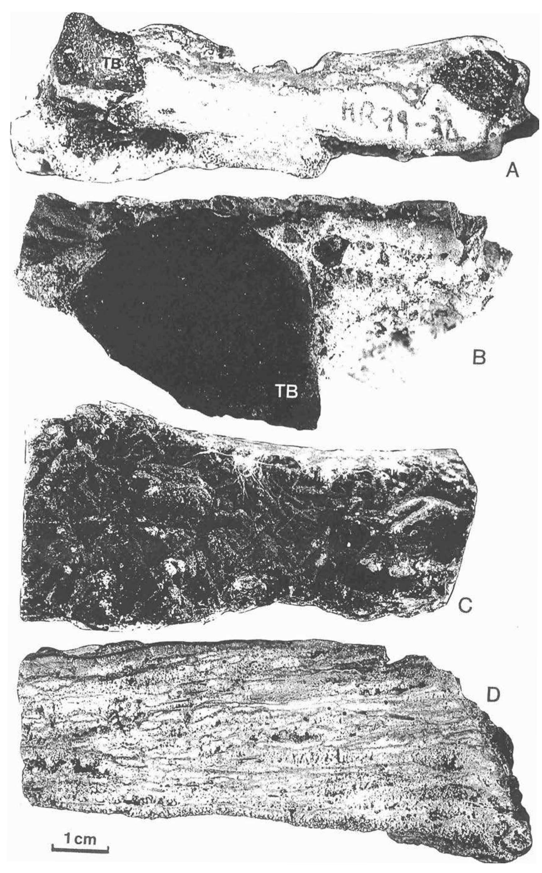 Subangle Rocks (PDF) Sedimentation and Tectonics in Rift Basins: Red Sea, Gulf of Aden