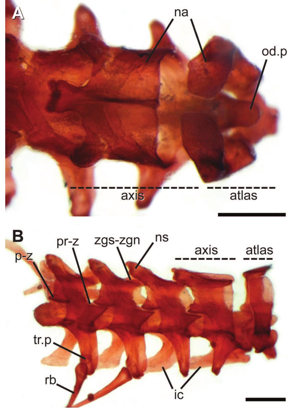 Figure 2 - from A comparative analysis of the post-cranial