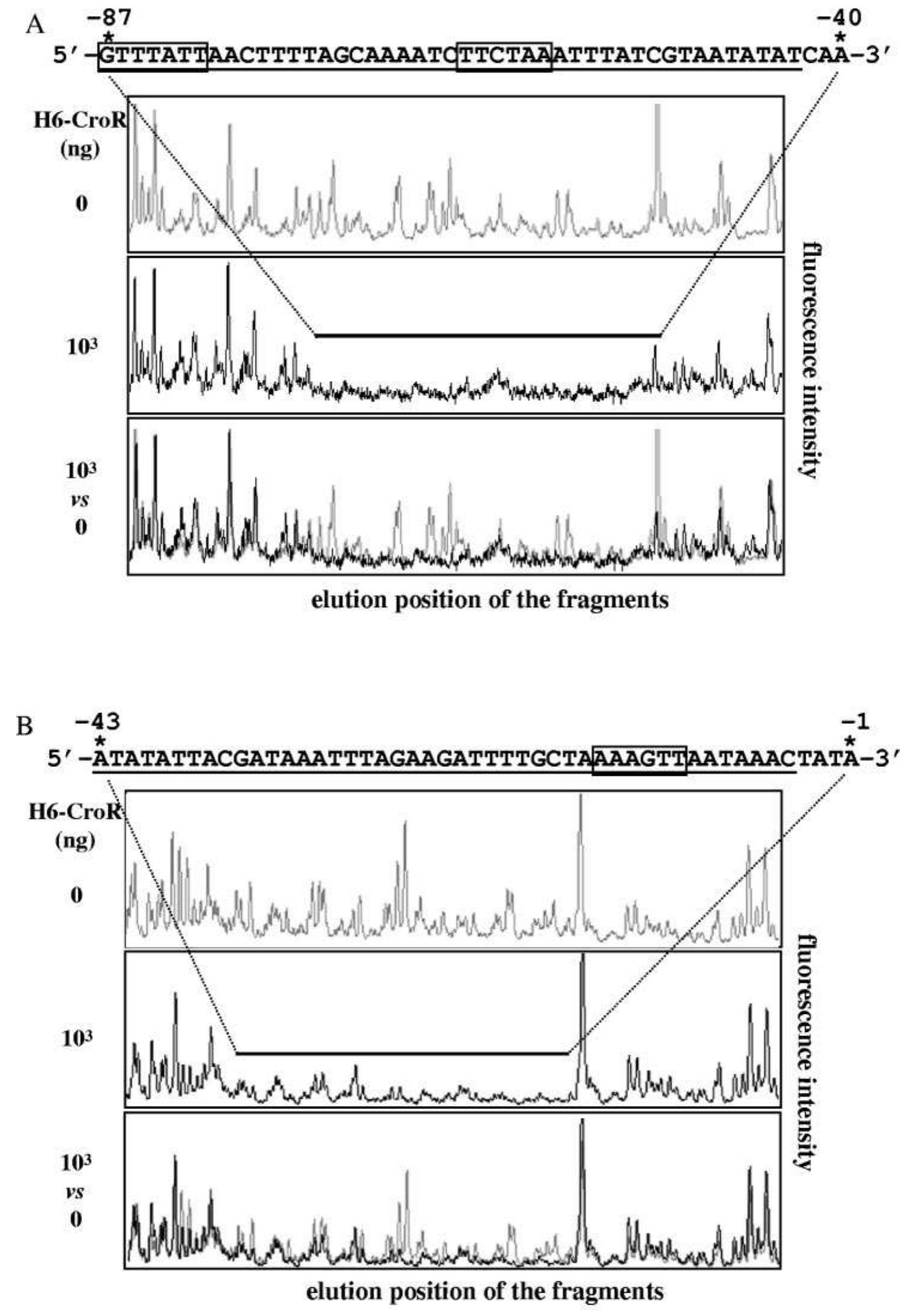 Dna Length Electropherogram Dnase i footprinting assays of h,-cror with d4-labeled dna