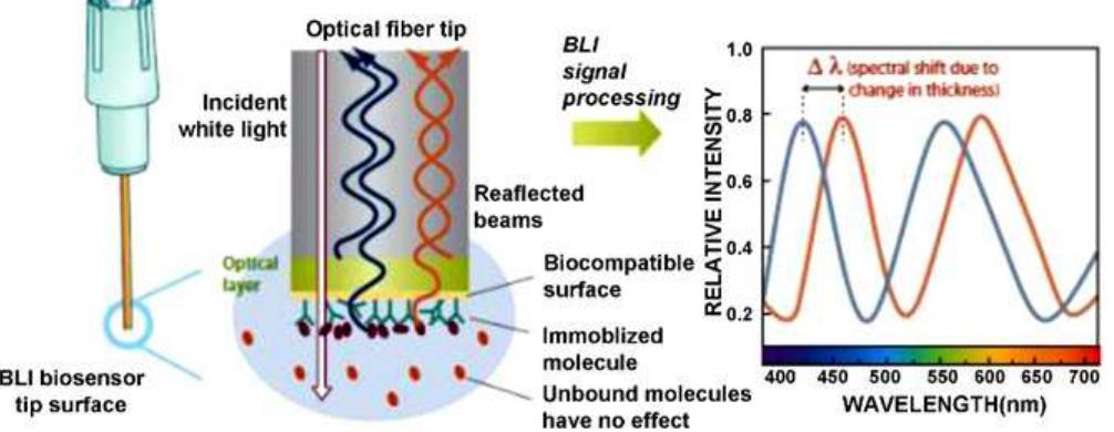 Figure 2 - from Application of Bio-Layer Interferometry for