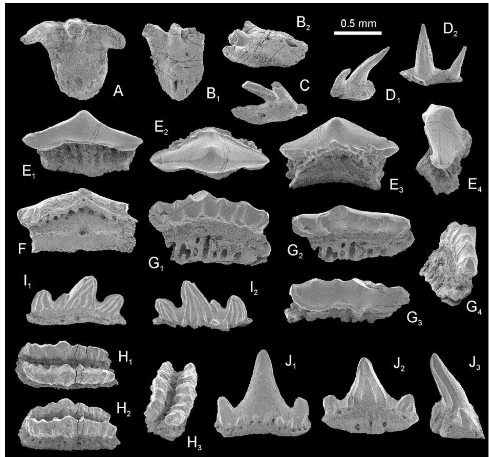 Protacrodus Tooth (PDF) Chondrichthyan microfossils from the Famennian and Tournaisian of ...