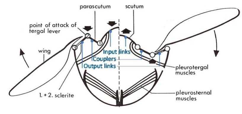 Wing joint system of an insect adapted from [16].