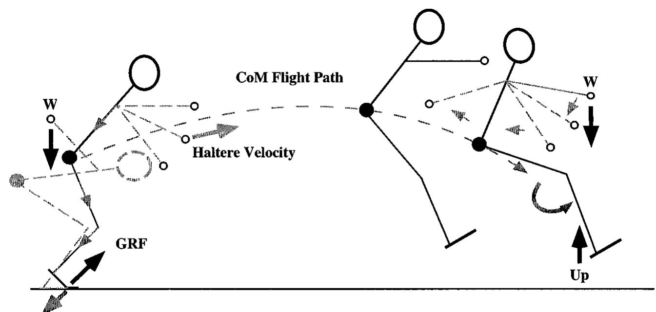 Jump Acceleration (PDF) Jump Distance Increases While Carrying Handheld Weights: Impulse ...