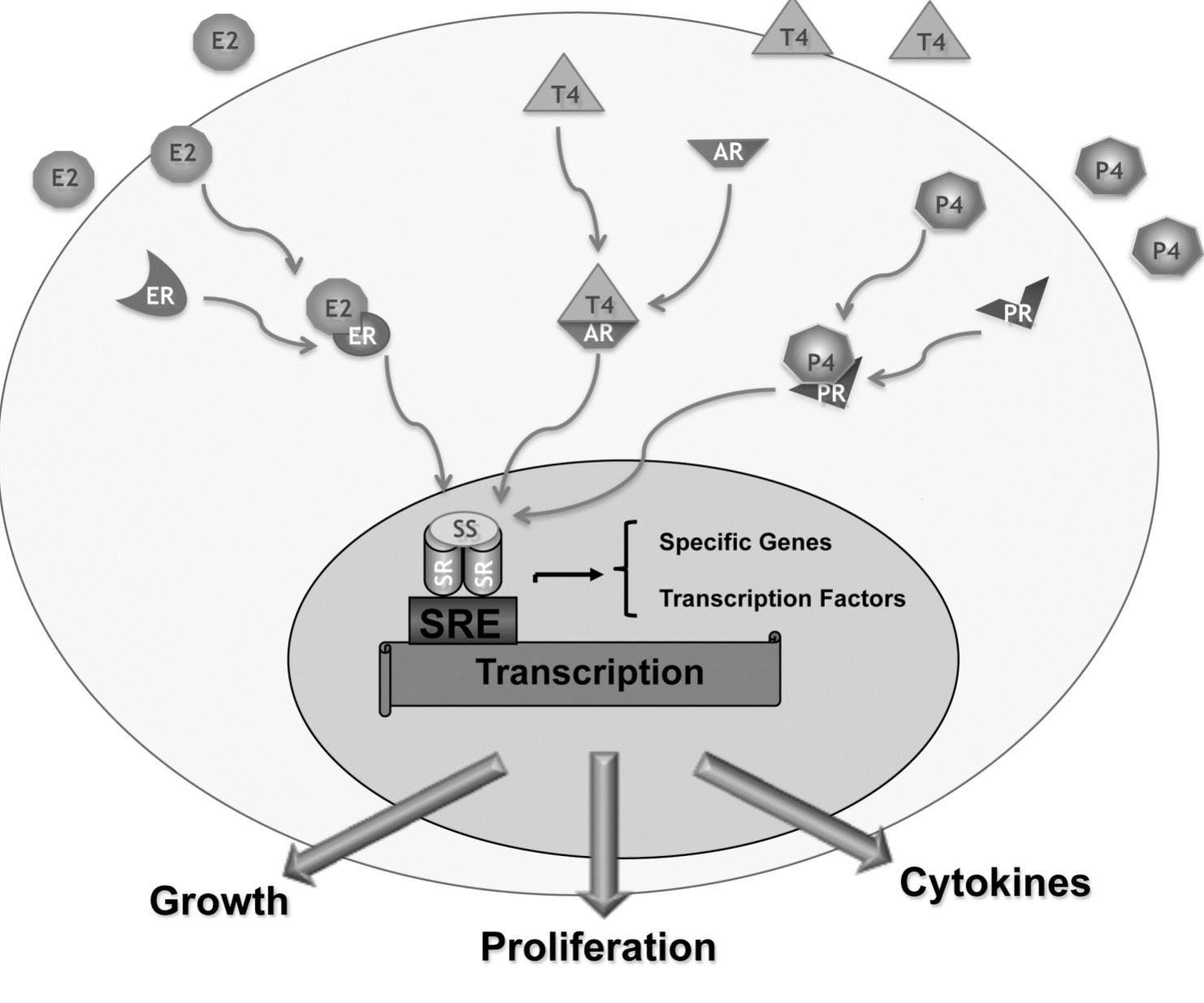 (PDF) Beyond the Reproductive Effect of Sex Steroids: Their Role During ...