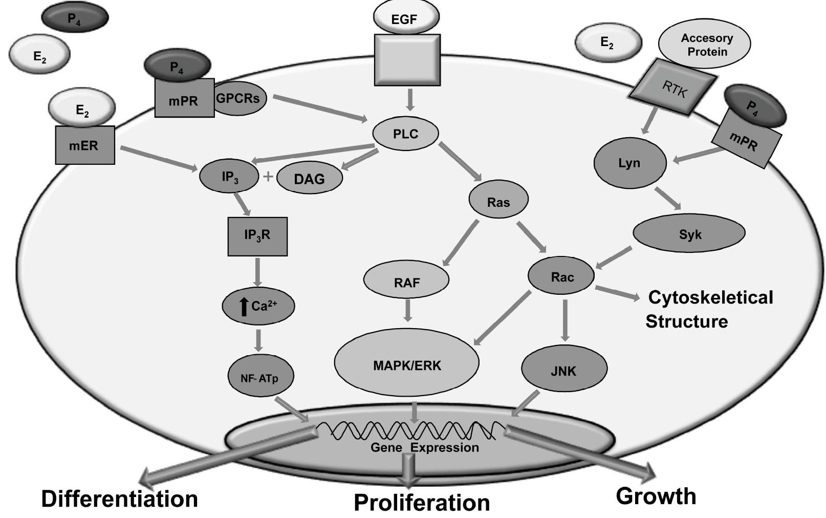 (PDF) Beyond the Reproductive Effect of Sex Steroids: Their Role During ...