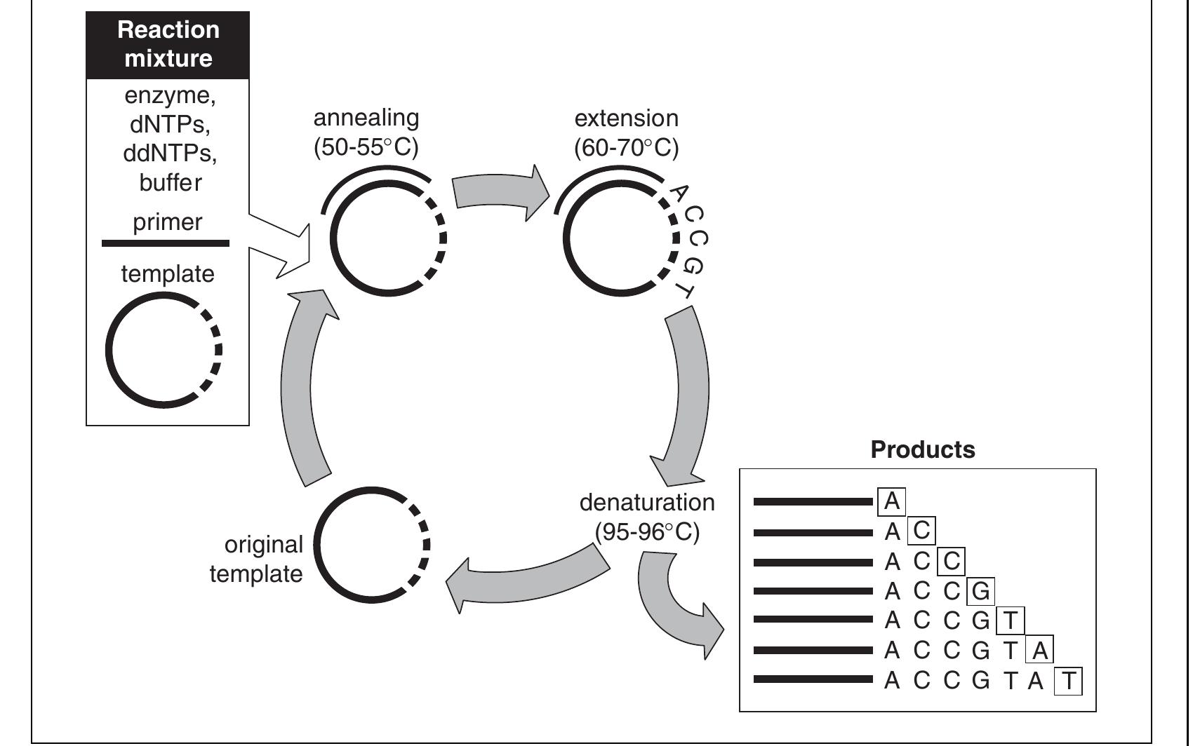(PDF) Overview of DNA Sequencing Strategies