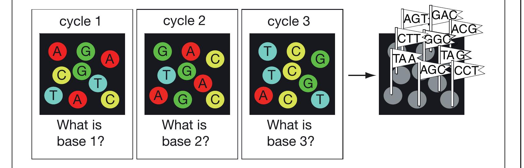 (PDF) Overview of DNA Sequencing Strategies