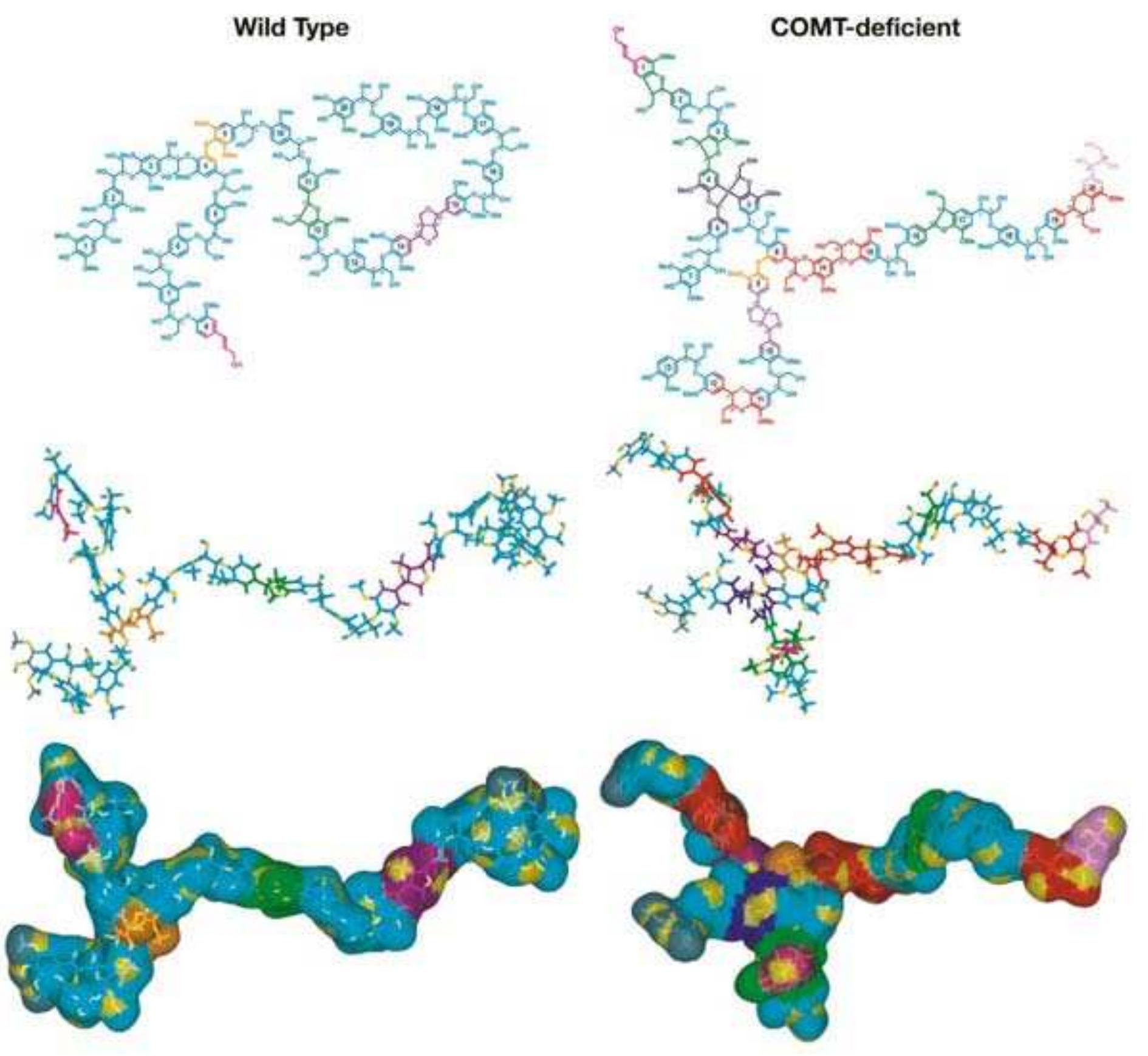 Emphasized Structures Figure 14 - from Lignins: Natural polymers from oxidative