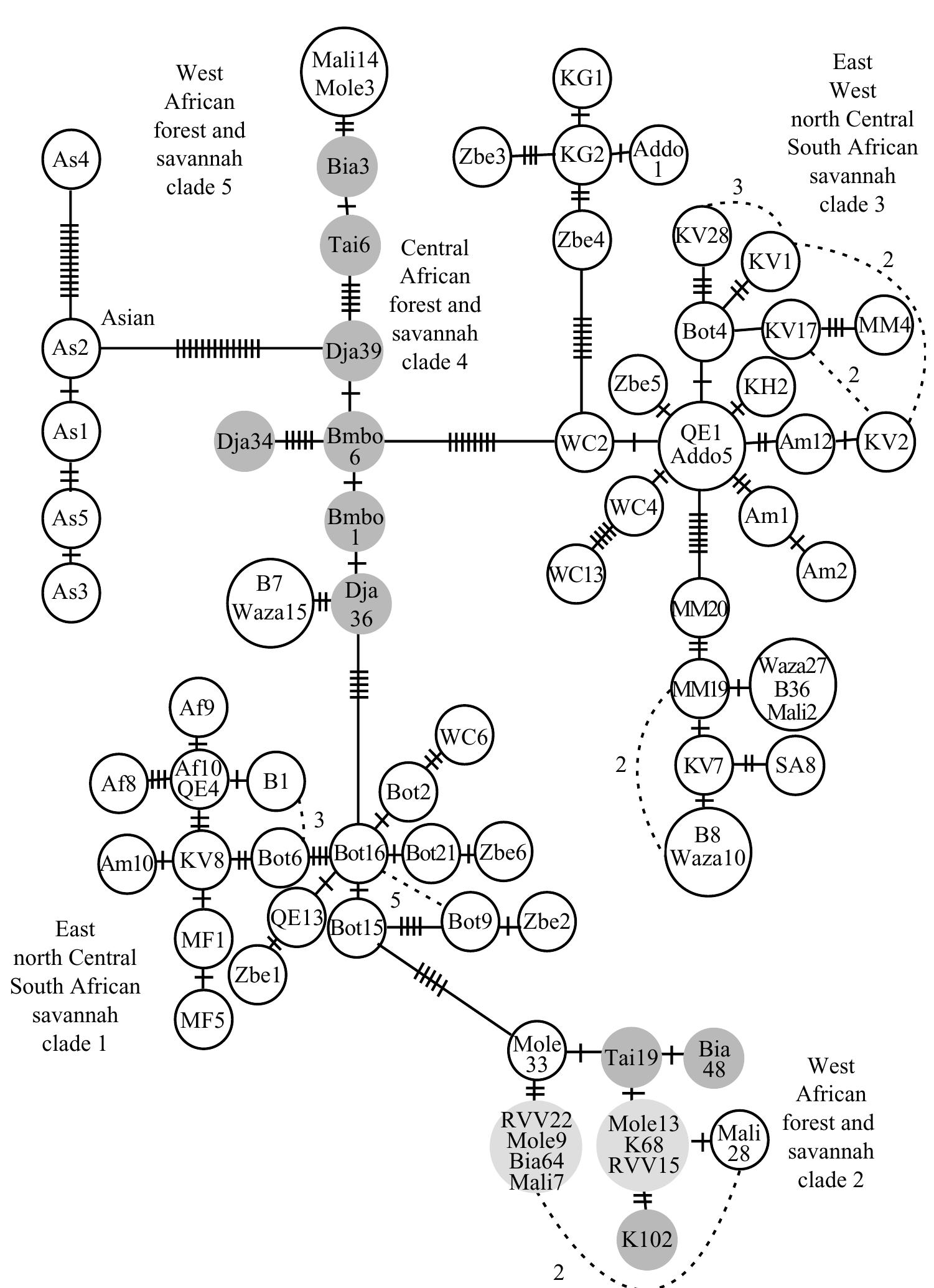 (PDF) The evolution and phylogeography of the African elephant inferred ...