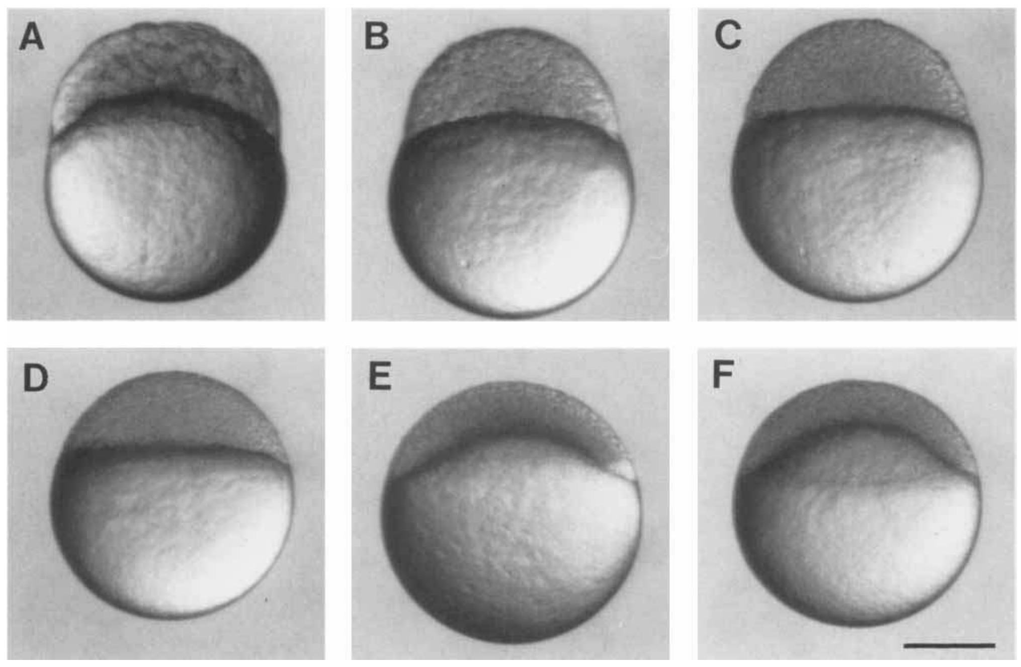 (PDF) Stages of embryonic development of the zebrafish