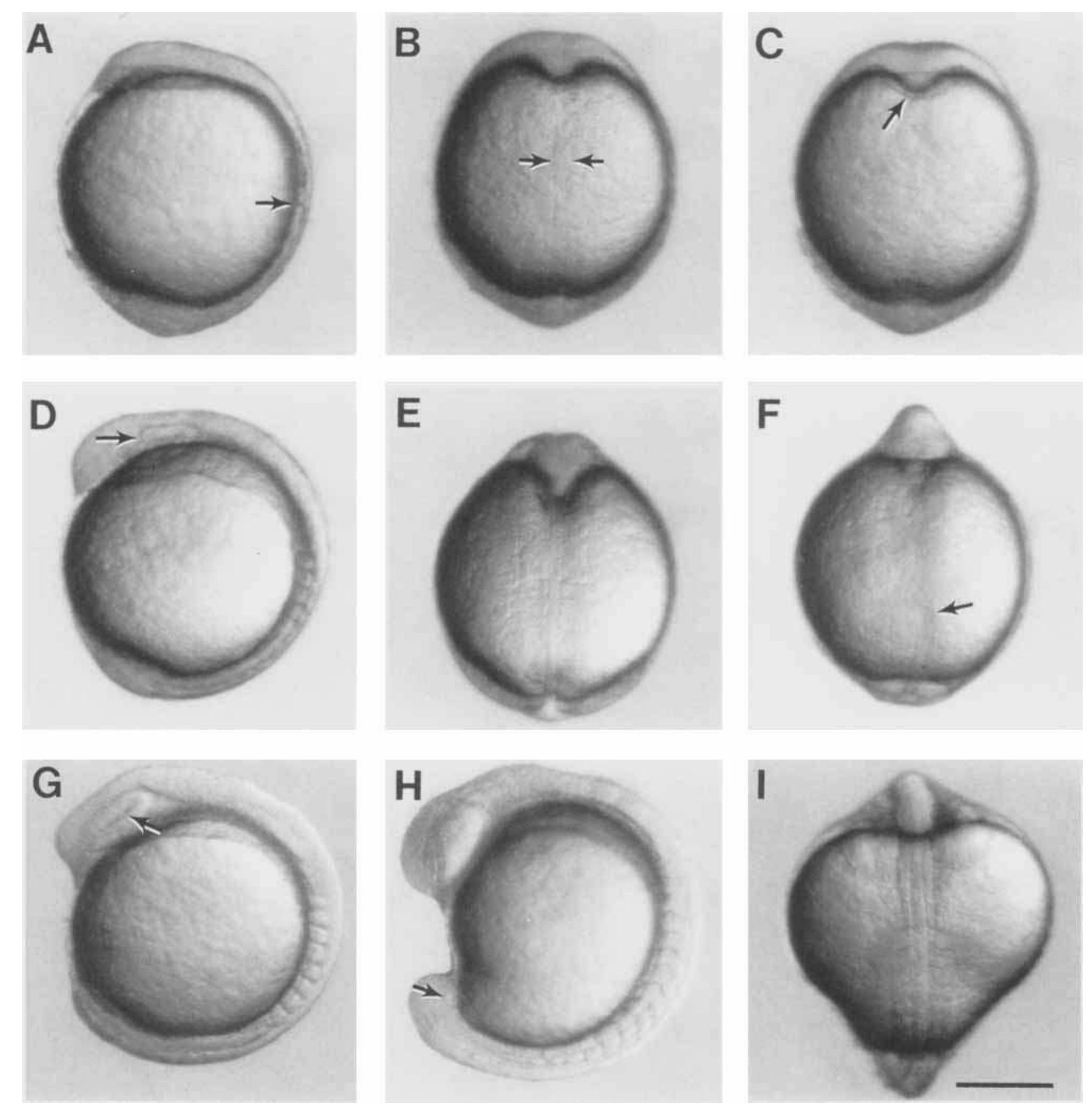 (PDF) Stages of embryonic development of the zebrafish