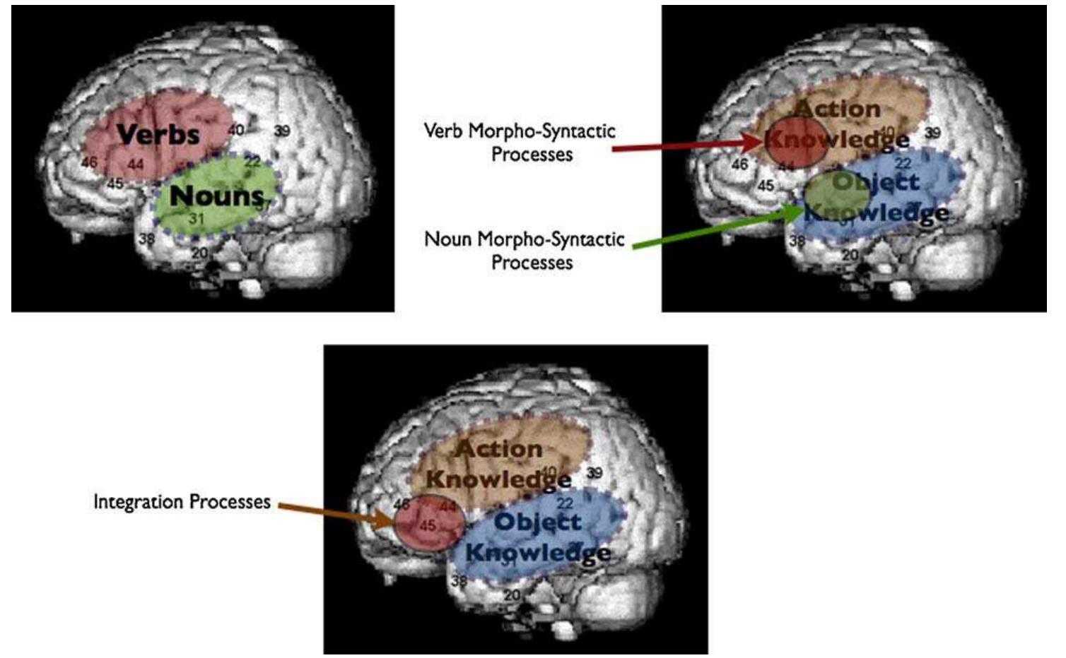 Schematic overview of different neural models concerning the