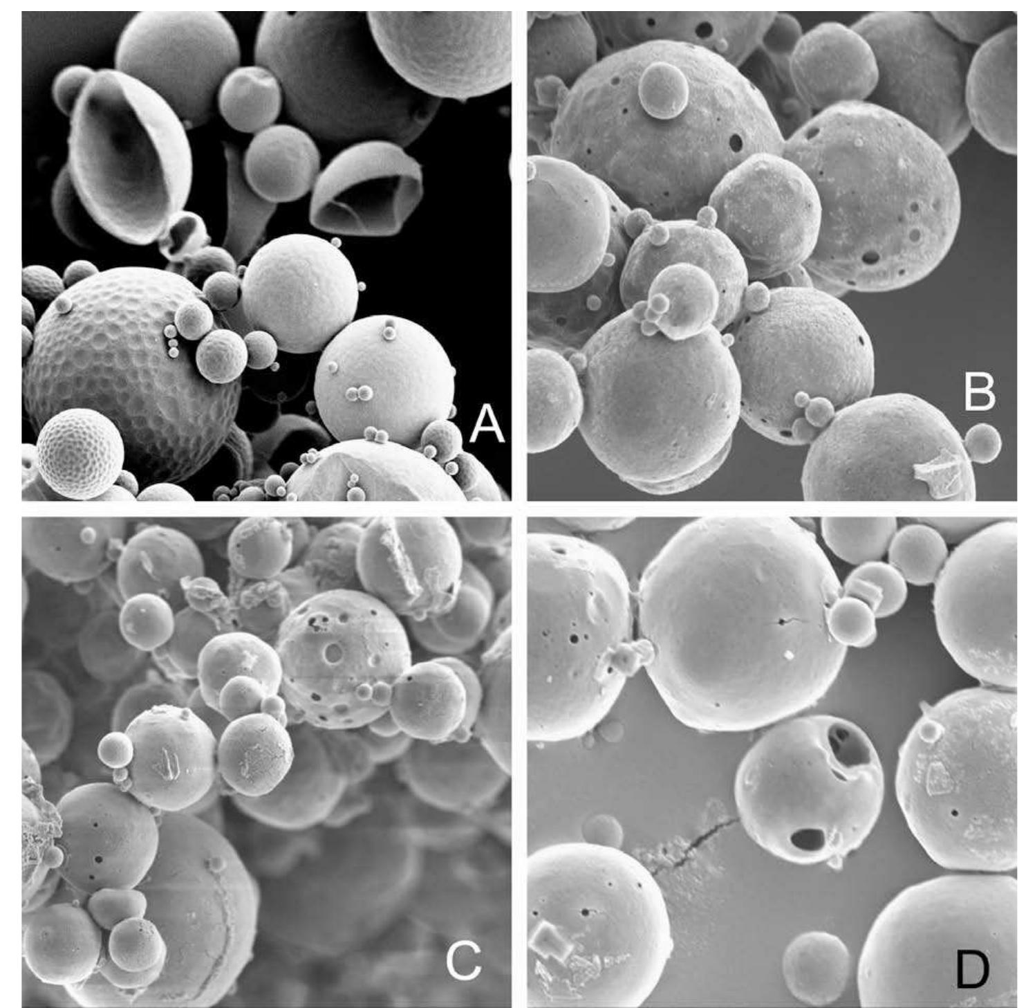 Scanning electron micrographs of plga microspheres. (a)