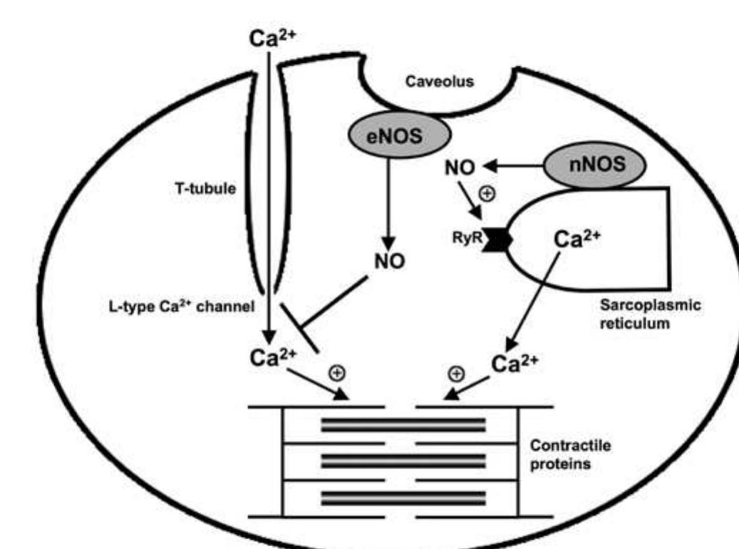 (PDF) Nitric oxide in the cardiovascular system : a simple molecule ...