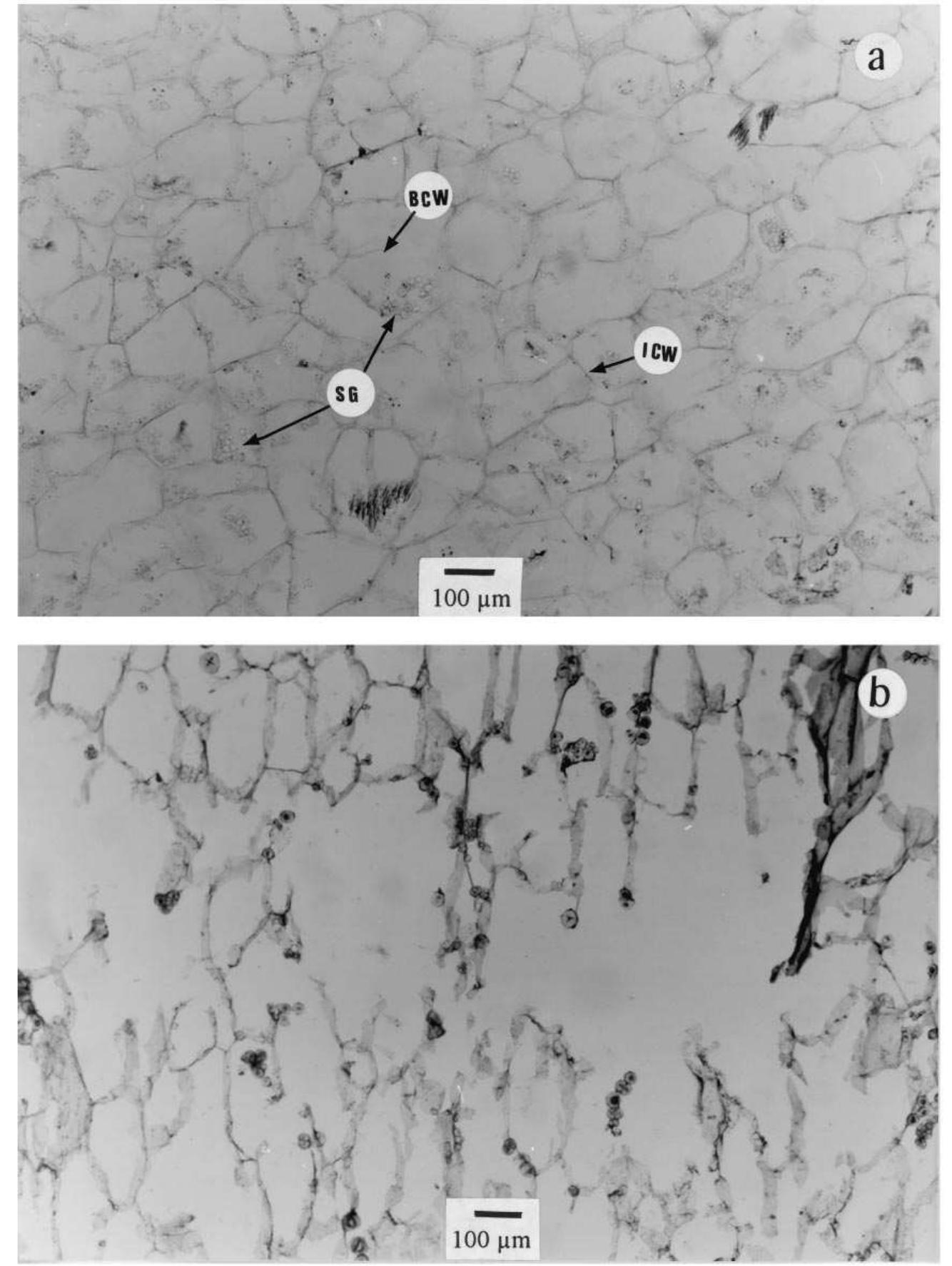 (PDF) Internal breakdown in mango fruit: symptomology and histology of ...