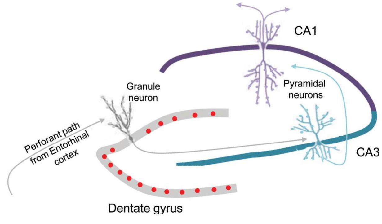(PDF) Structural Plasticity and Hippocampal Function