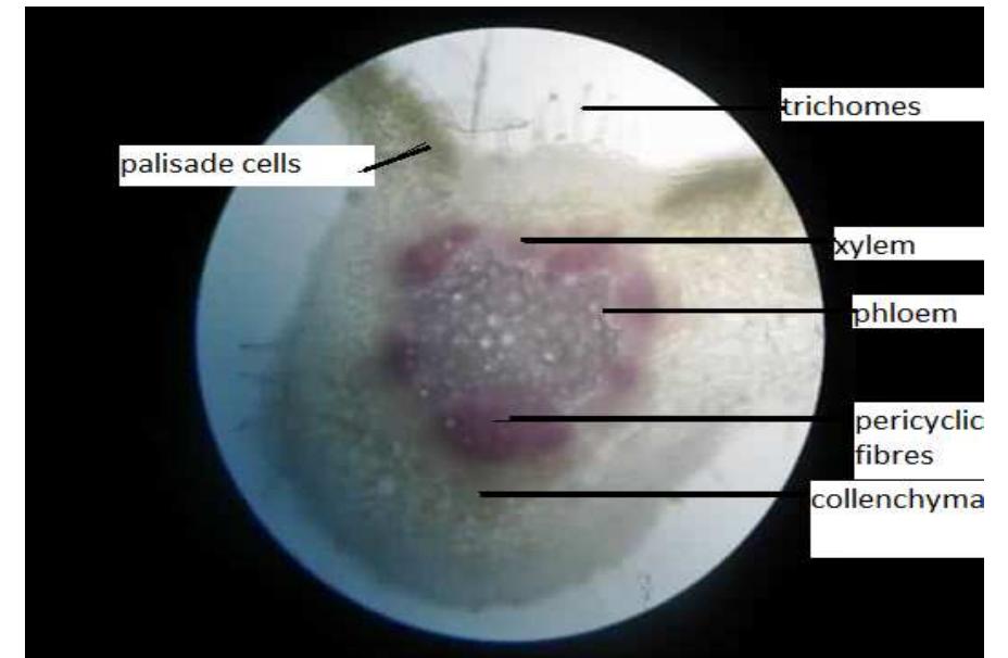 Microscopically transverse section of leaf consists of