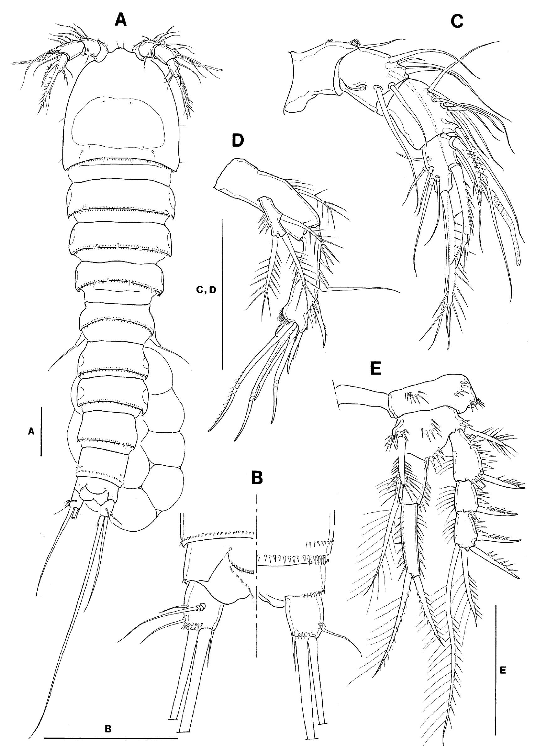 Fig. 2. Limnocletodes behningi Borutzky, female. A, habitus (dorsal); B, anal somite and Fu, showing both dorsal (left) and ventral (right) sides; C, Al; D, A2; E, P1. Scale bars = 50 um. 