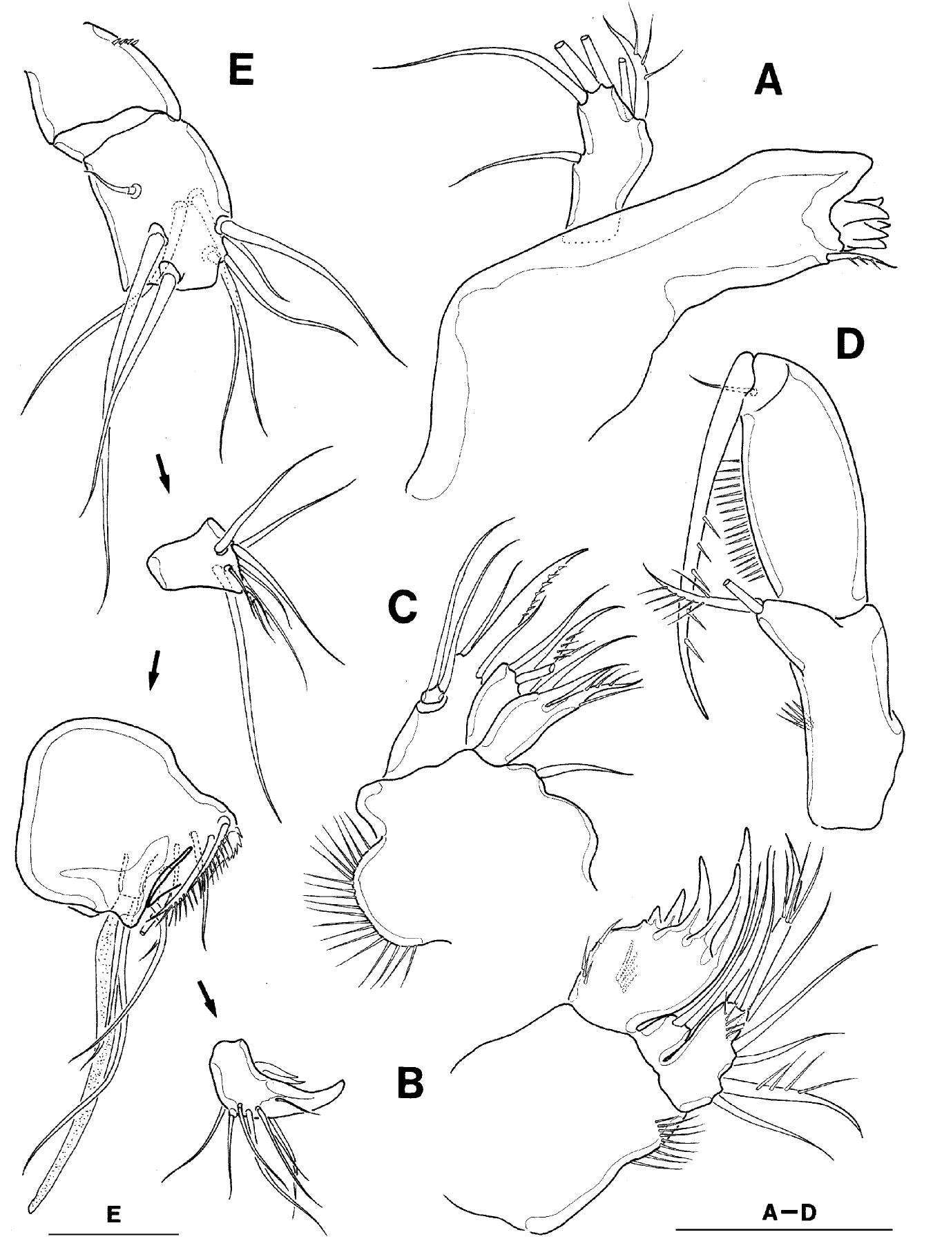 Fig. 3. Linnocletodes behningi Borutzky. A-D, female: A, mandible; B, maxillule; C, maxilla; D, maxilliped. E, male Al. Scale bars = 20 uum. representing setae, while Roman numerals indicating spines): 