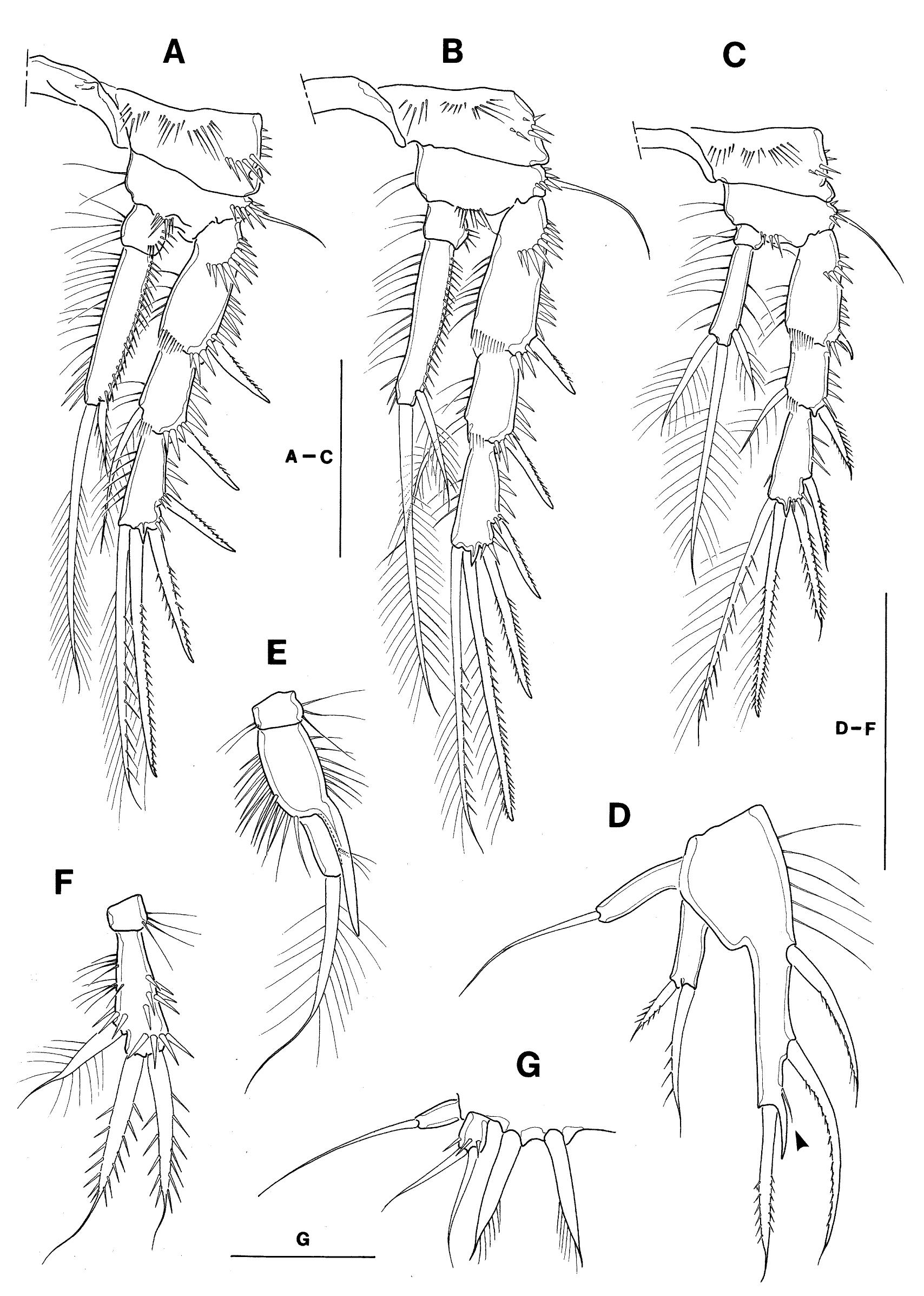 Fig. 4. Limnocletodes behningi Borutzky. A-D, female P2-P5. E-G male: E, endopod of P3; F, endopod of P4; G P5. Scale bars = 50 um (A-F) and 20 um (G). 
