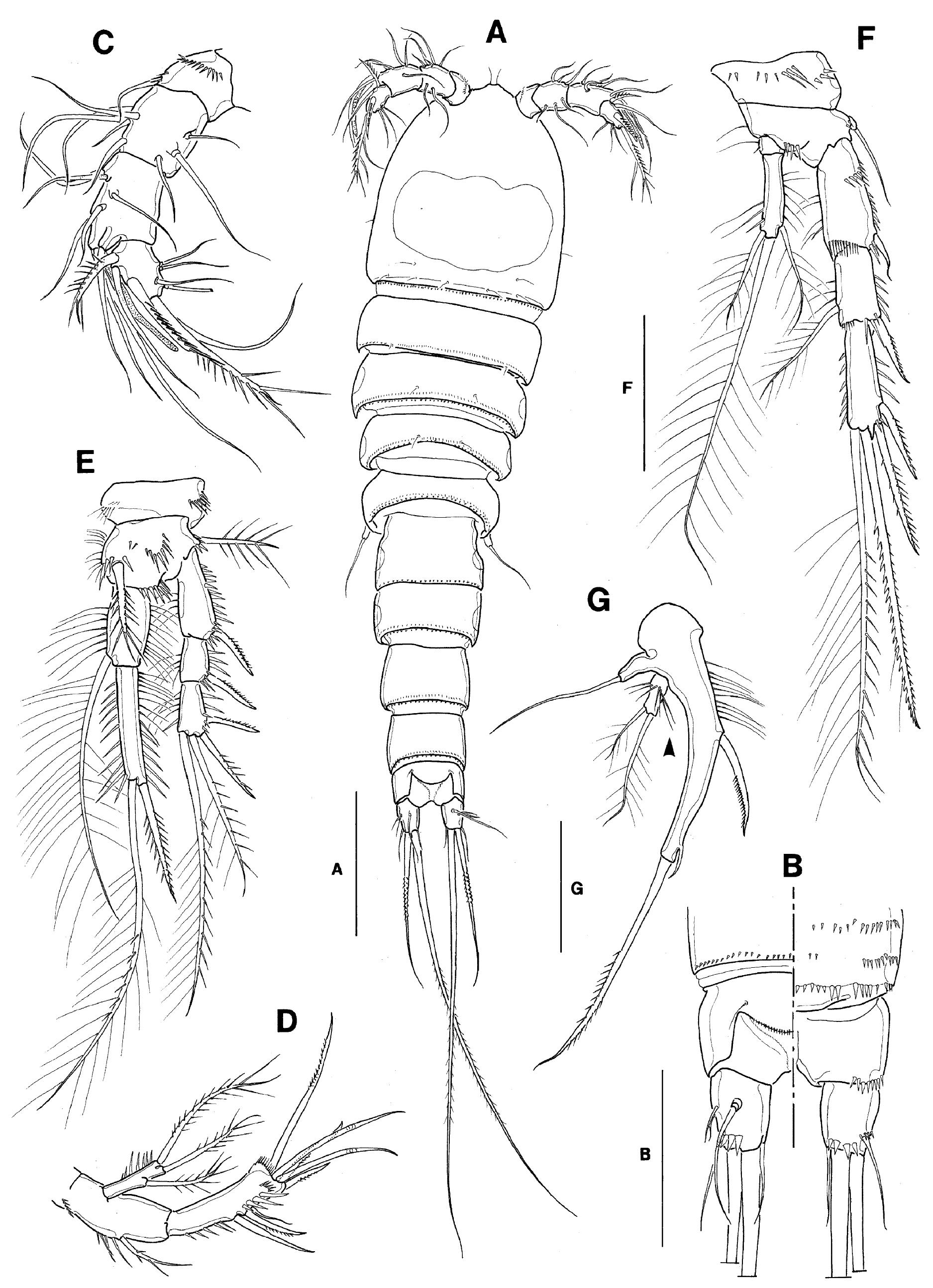 ‘ig. 5. Limnocletodes angustdes Shen and Tai, female. A, habitus (dorsal); B, anal somite and Fu, showing both dorsal (left) and ventral (right) sides; C, Al; D, A2; E, P1; F, P4; G P5. Scale bars = 100 um (A) and 50 pm (B-G). 