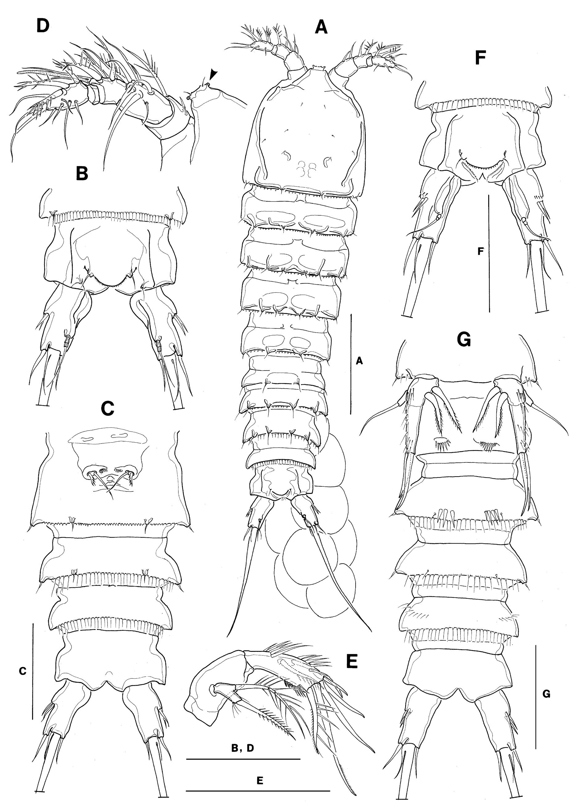 Fig. 6. Kollerua longum (Shen and Tai). A-E, female: A, habitus, dorsal; B, anal somite and Fu, dorsal; C, urosome, ventral; D, Al; E, A2. F-G, male: F, anal somite and Fu, dorsal; G, P5 and urosome, ventral. Scale bars = 100 wm (A) and 50 um (B-G). 