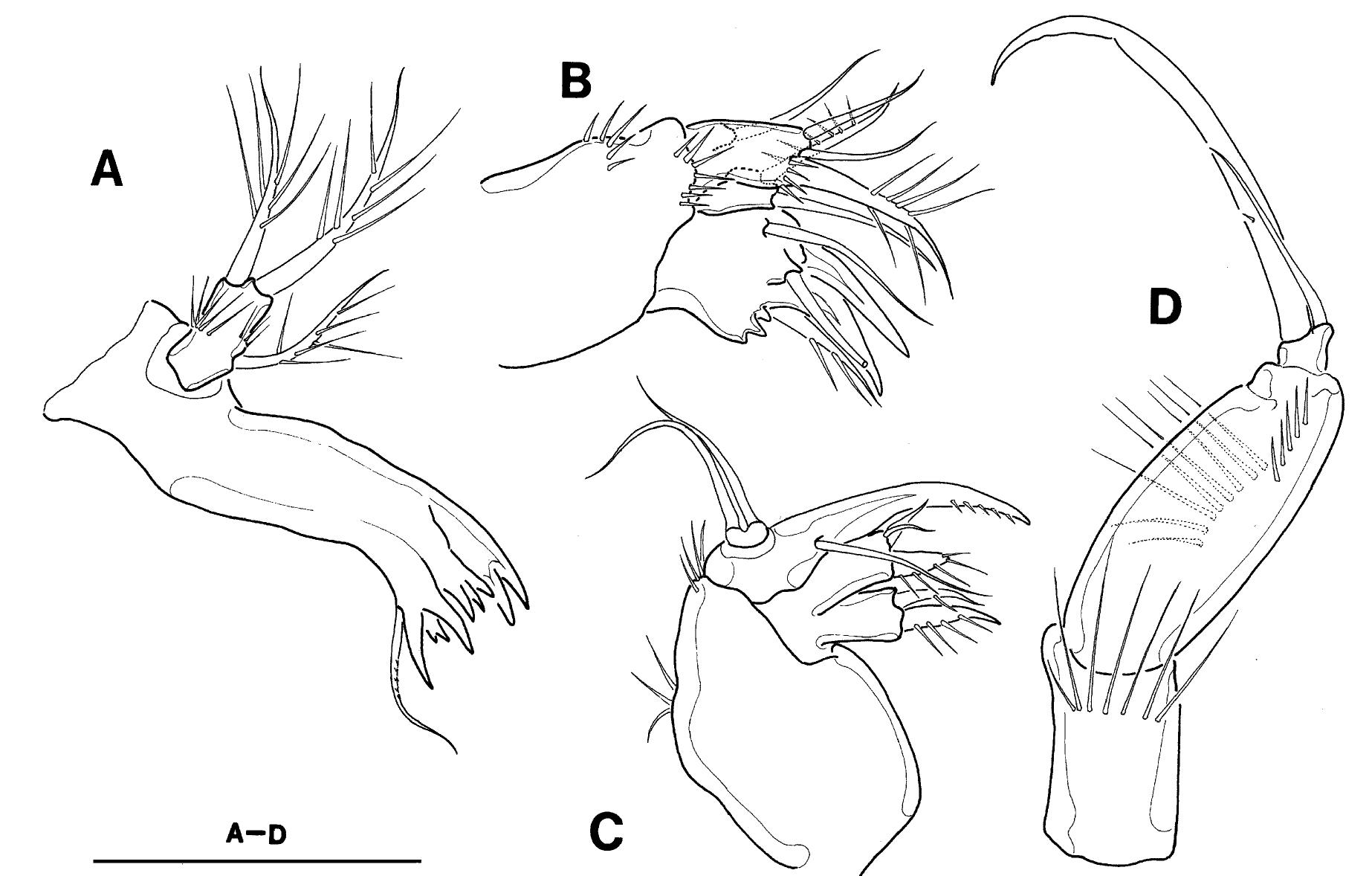 Fig. 7. Kollerua longum (Shen and Tai). A-D, female: A, mandible; B, maxillule; C, maxilla; D, maxilliped. Scale bar = 20 um. 