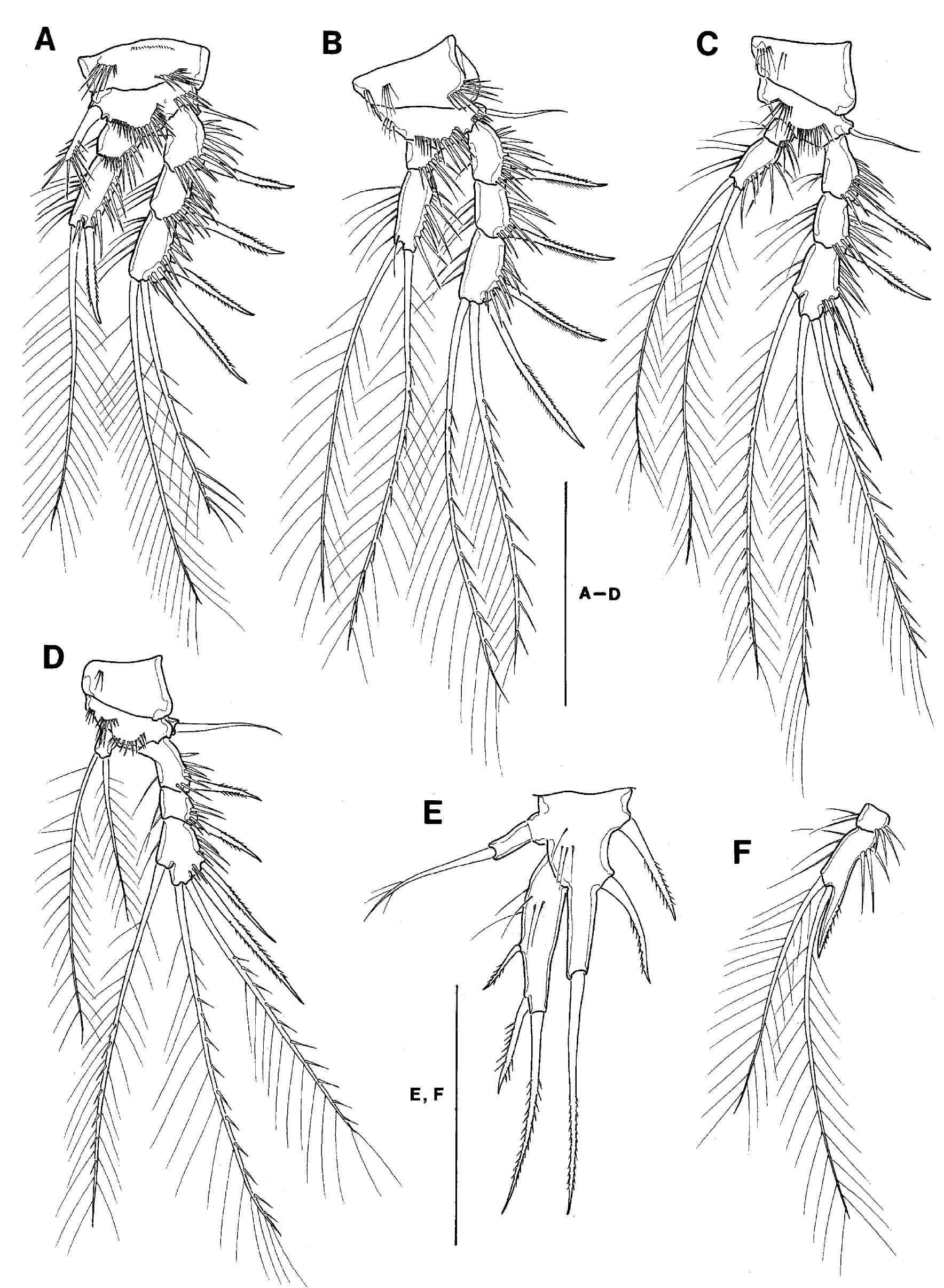 Fig. 8. Kollerua longum (Shen and Tai). A-E, female P1-P5. F, male P3 endopod. Scale bars = 50 um 
