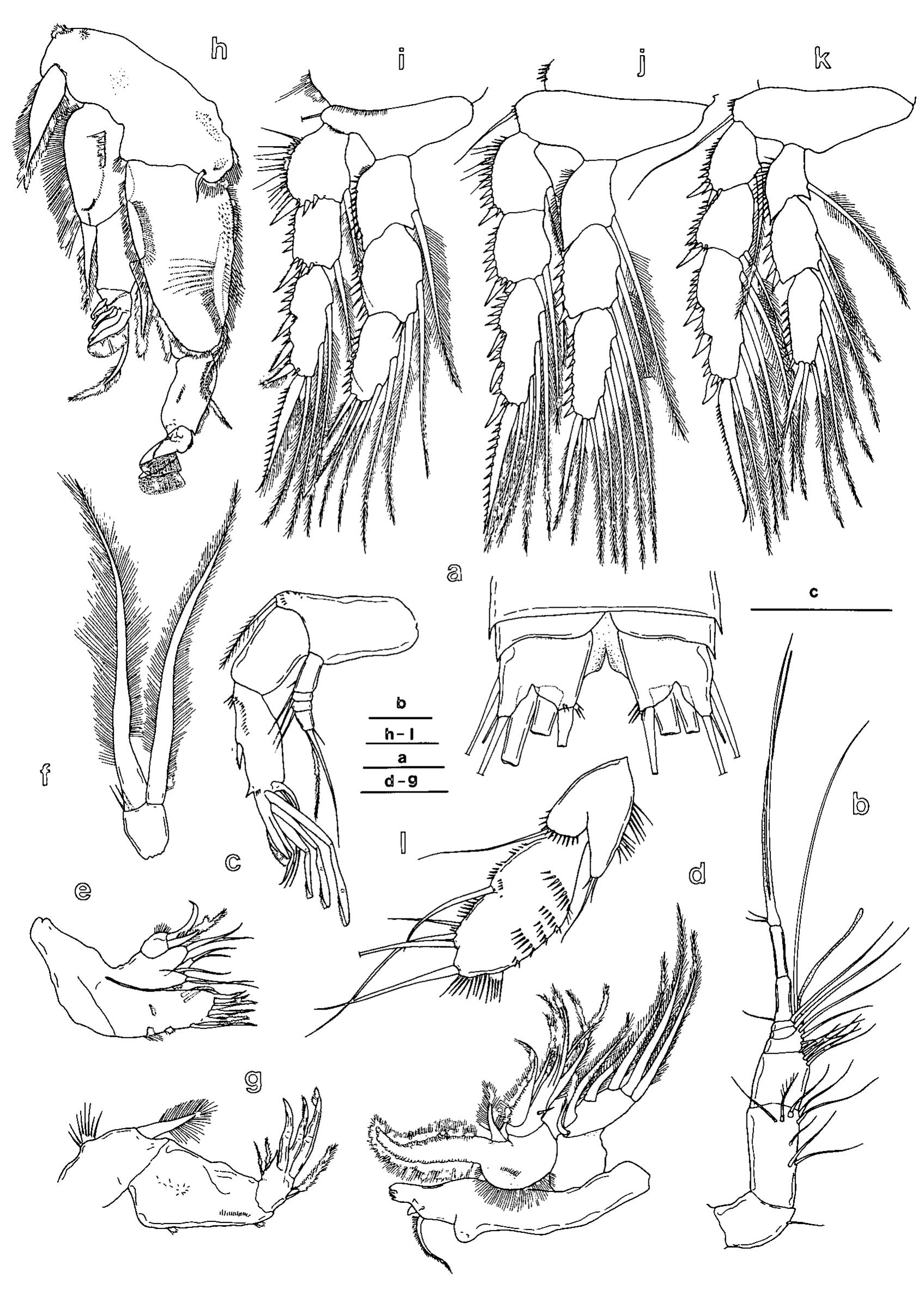 Fig. 3. Scutellidium longicauda acheloides Ito, female: a, caudal rami, ventral; b, antennule; c, antenna; d. 