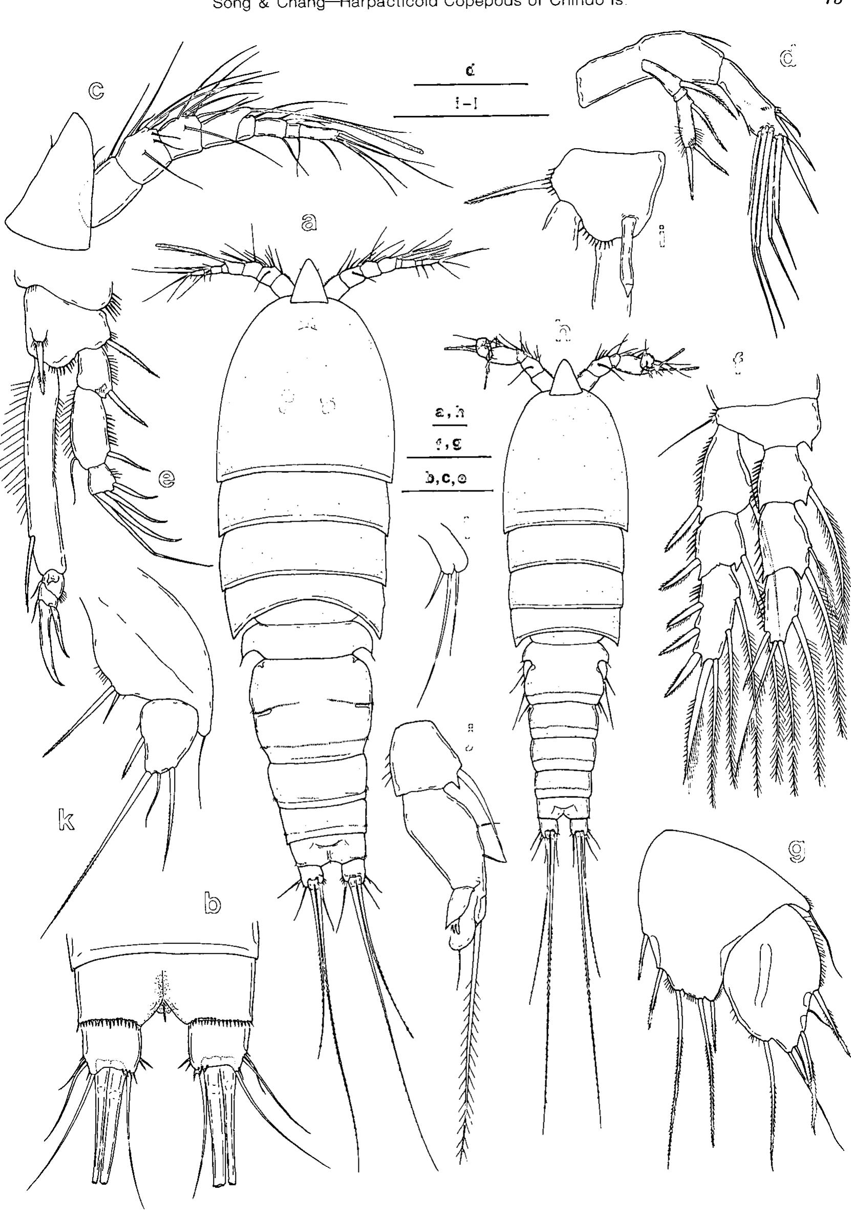 Fig. 5. Amonardia normani (Brady), female: a, habitus, dorsal; b, caudal rami, ventral; c, rostrum and antennule; 