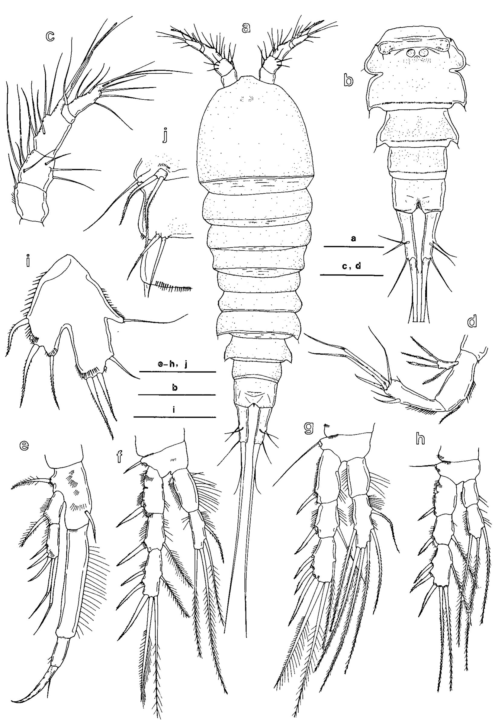 Fig. ©. Onychocamptus bengalensis (Sewell), female: a, habitus, dorsal; b, abdomen, ventral; c, antennule; d, 