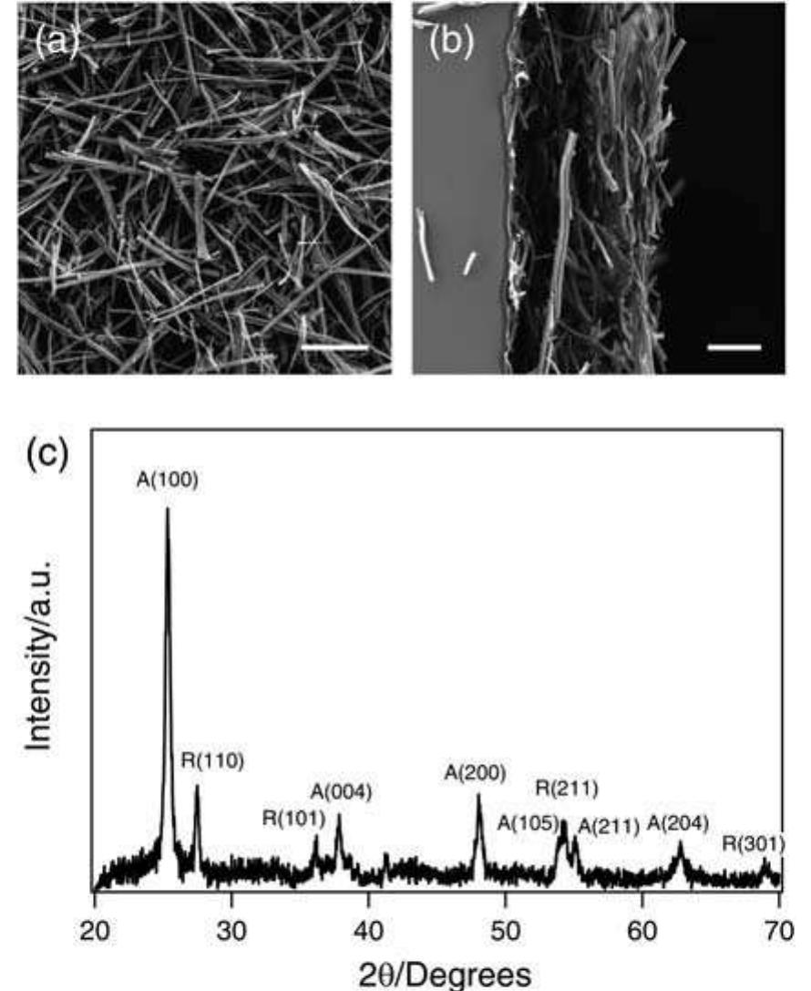 (a) and (b) scanning electron microscope images of a
