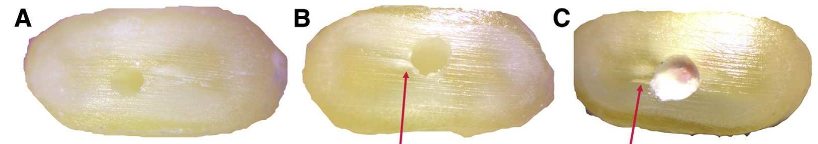 An example of crack initiation and propagation. (a) no
