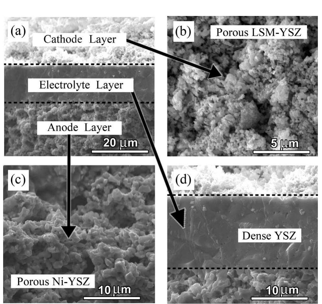 Sem images of the cross-sectional views of the cell