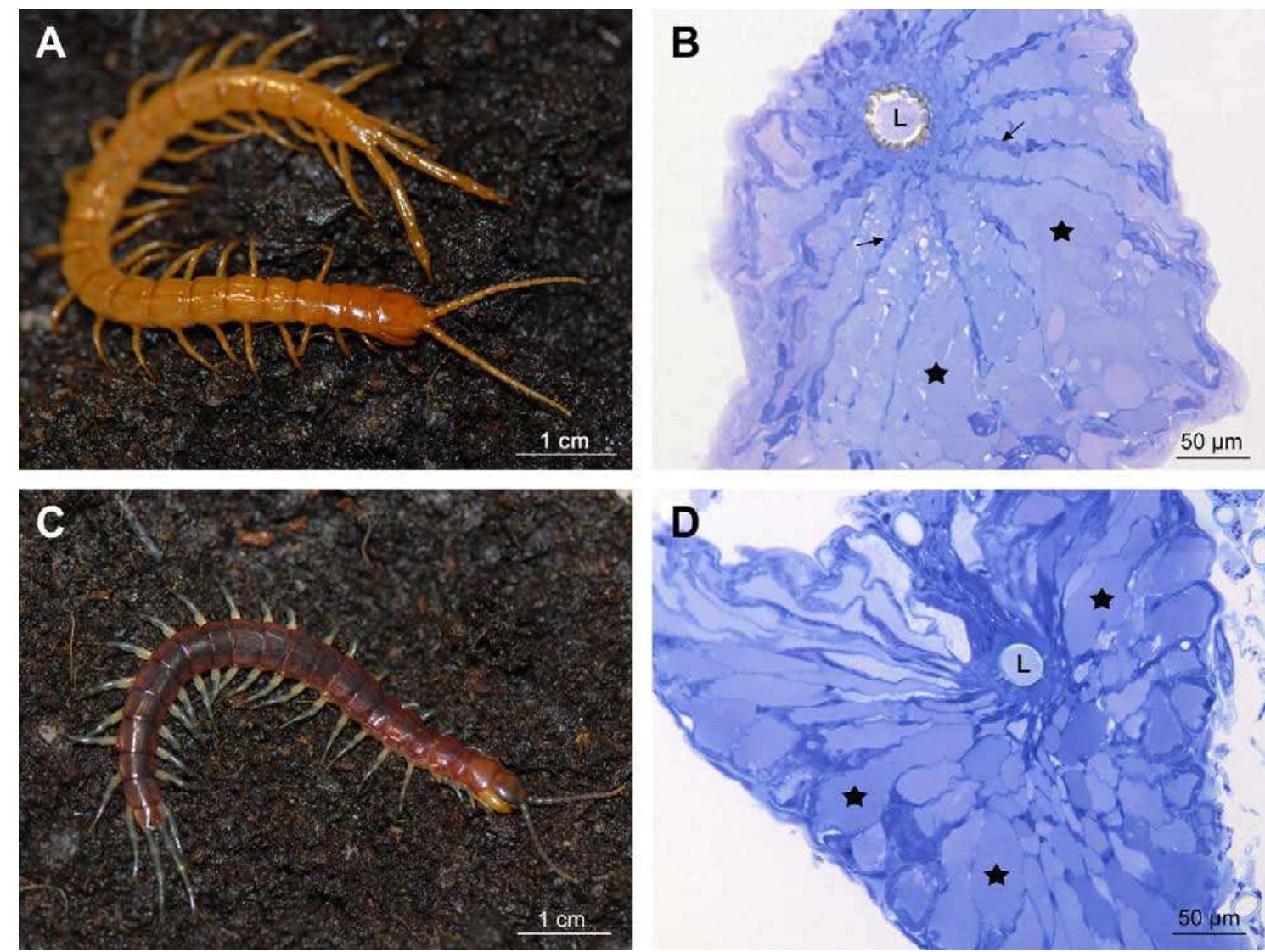 (PDF) Comparative morphological study of the venom glands of the ...
