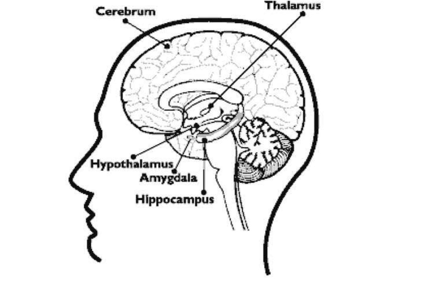 (PDF) The Criminology of the Amygdala