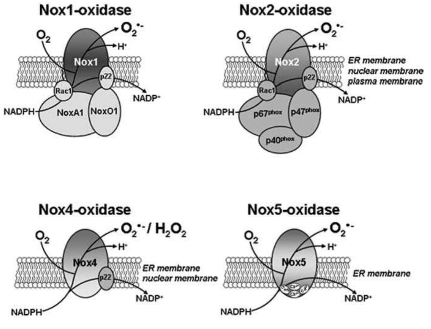TK Genetic Basis and Identification of Candidate Genes for
