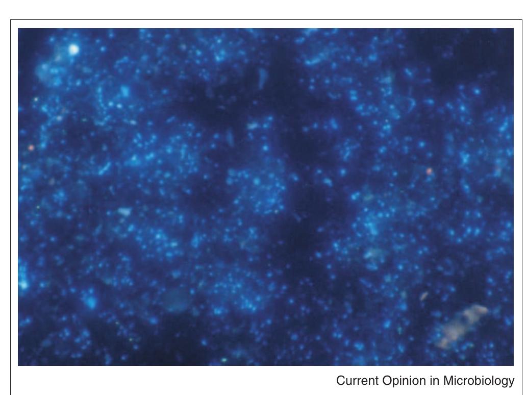 Epifluorescence micrography of soil microorganisms stained with 4’,6-diamidino-2-phenylindole (DAPI). The total bacterial count was 4.2 x 1019 cells gram~' soil (dry weight) by fluorescent microscopy, and 4.2 x 108 colony-forming units gram~" soil (dry weight) by plating. 