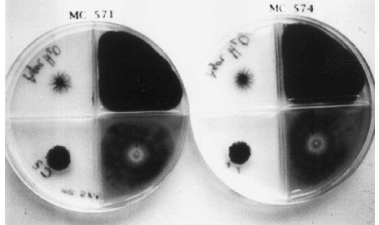 (PDF) Intra-specific diversity of Aureobasidium pullulans strains ...