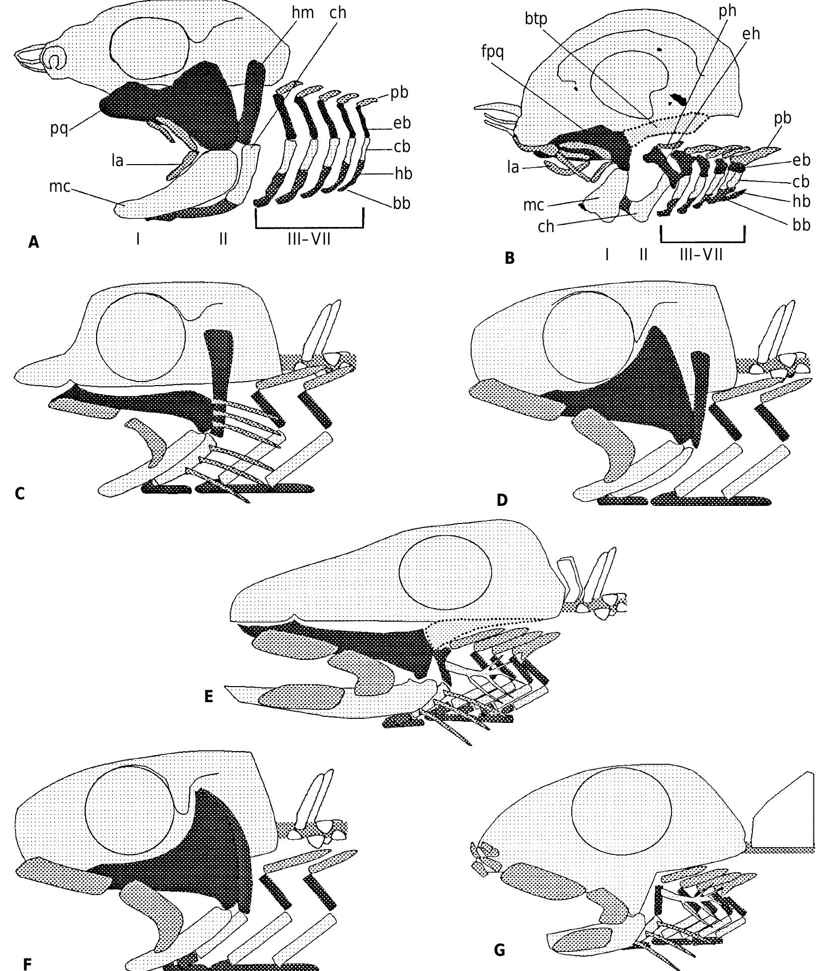 (PDF) Relationships of the Chimaeriformes and the basal radiation of ...