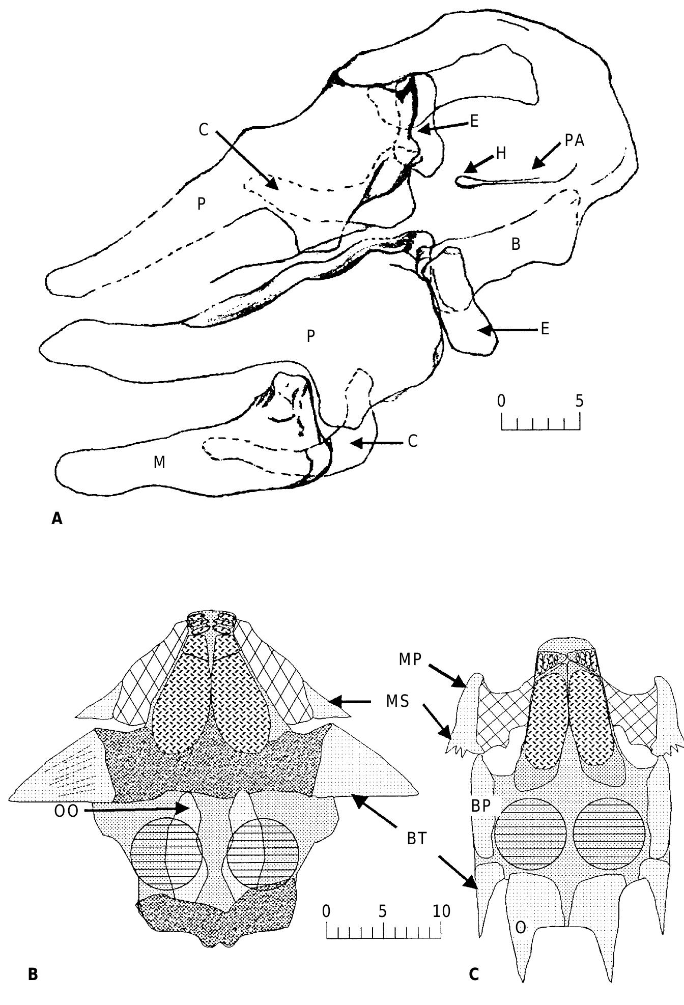 (PDF) Relationships of the Chimaeriformes and the basal radiation of ...