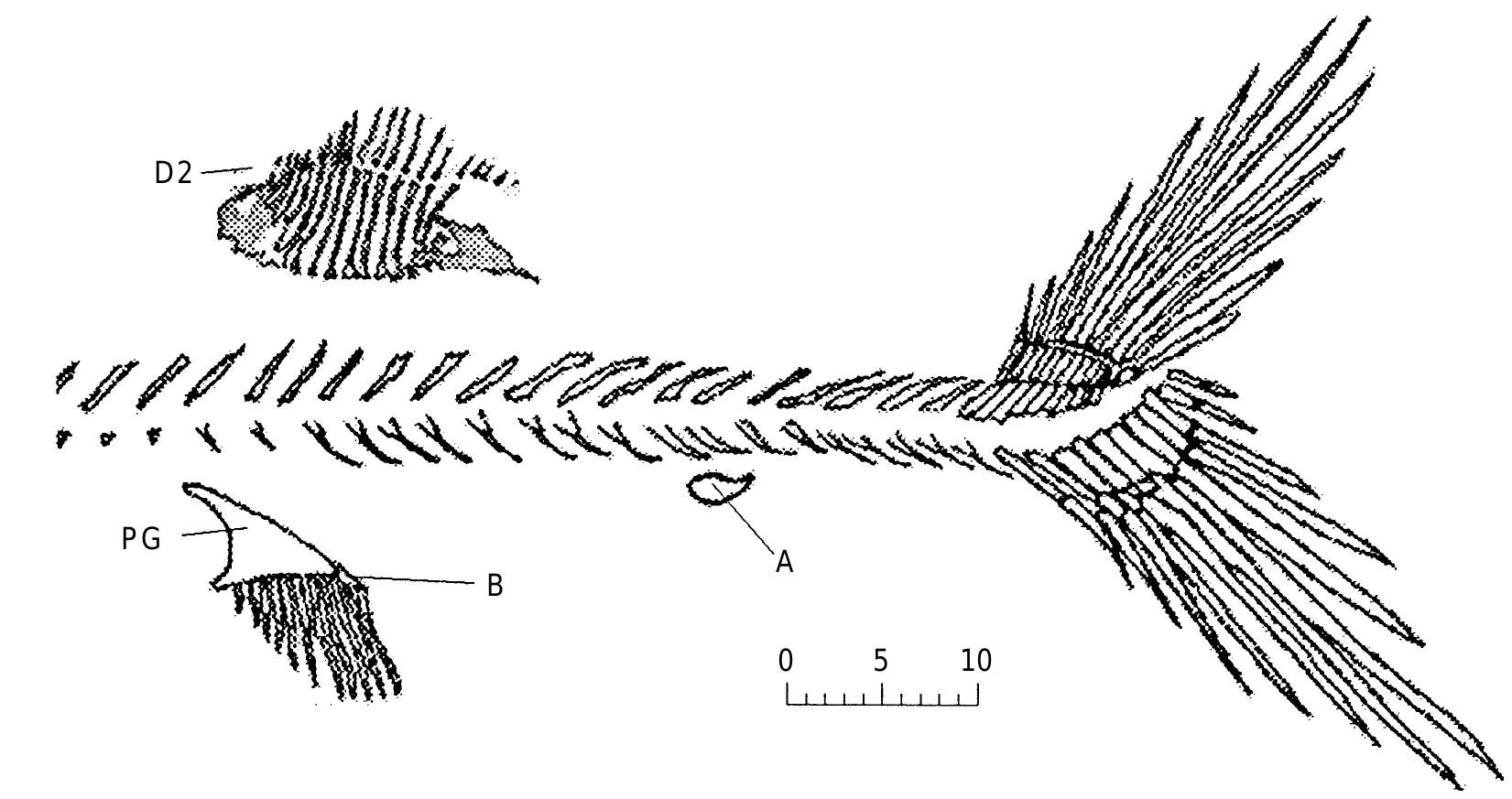 (PDF) Relationships of the Chimaeriformes and the basal radiation of ...