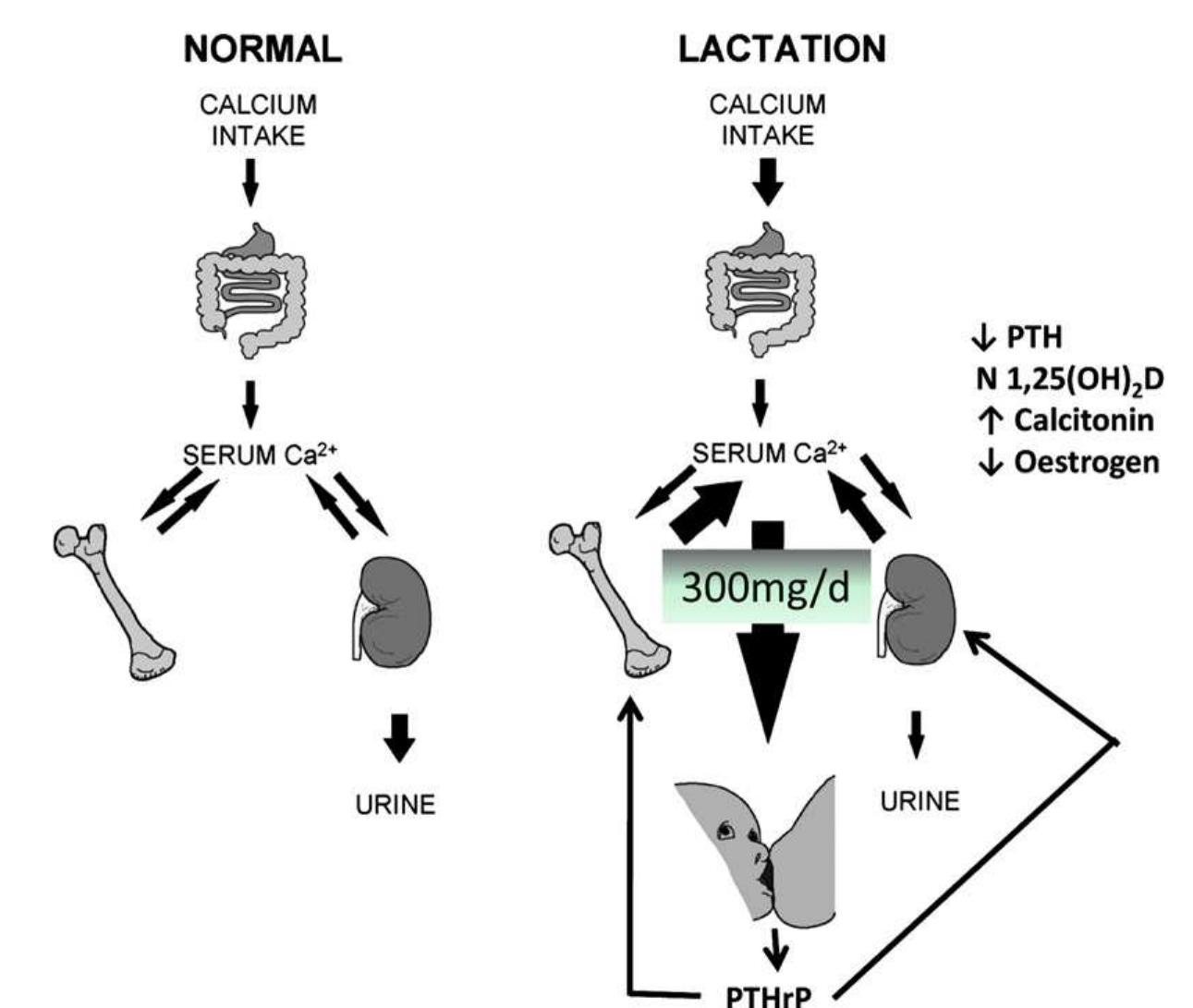 Calcium homeostasis during lactation. (adapted from kovacs