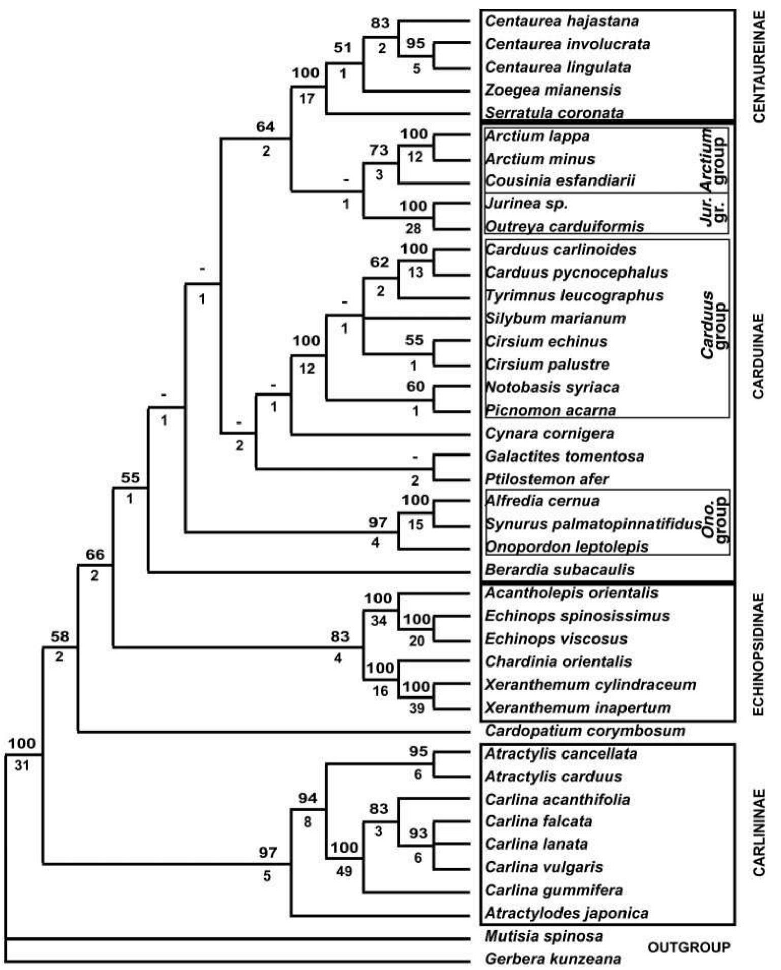 (PDF) Tribal and Subtribal Delimitation and Phylogeny of the Cardueae ...