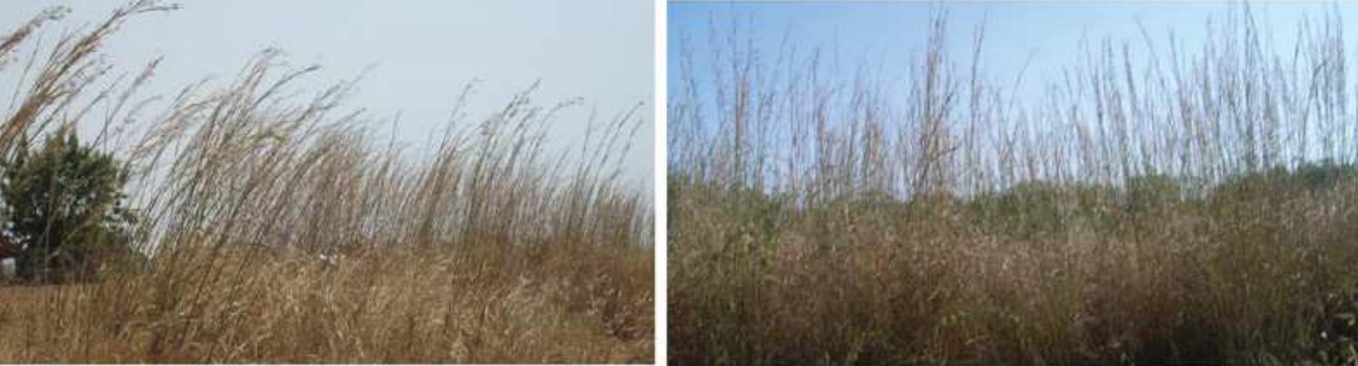 (b) The original tall grass 